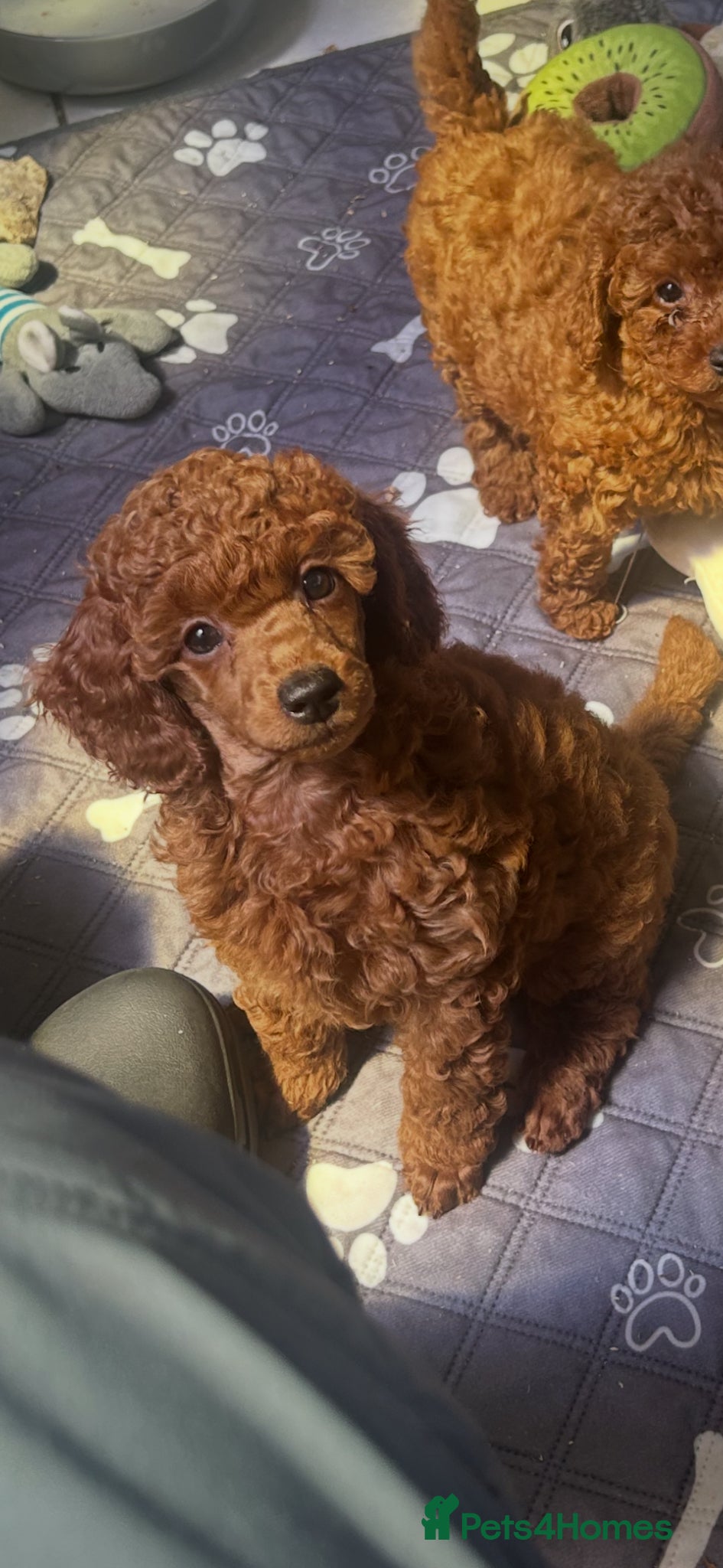 Miniature Poodle dogs Show quality  Red miniature poodles  - Advert 8