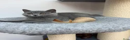 British Shorthair cats for sale: British shorthair Kitten  - Advert 13