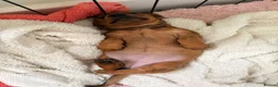 Miniature Dachshund dogs for sale: 2 x miniature dachshunds  in Colchester - Advert 6