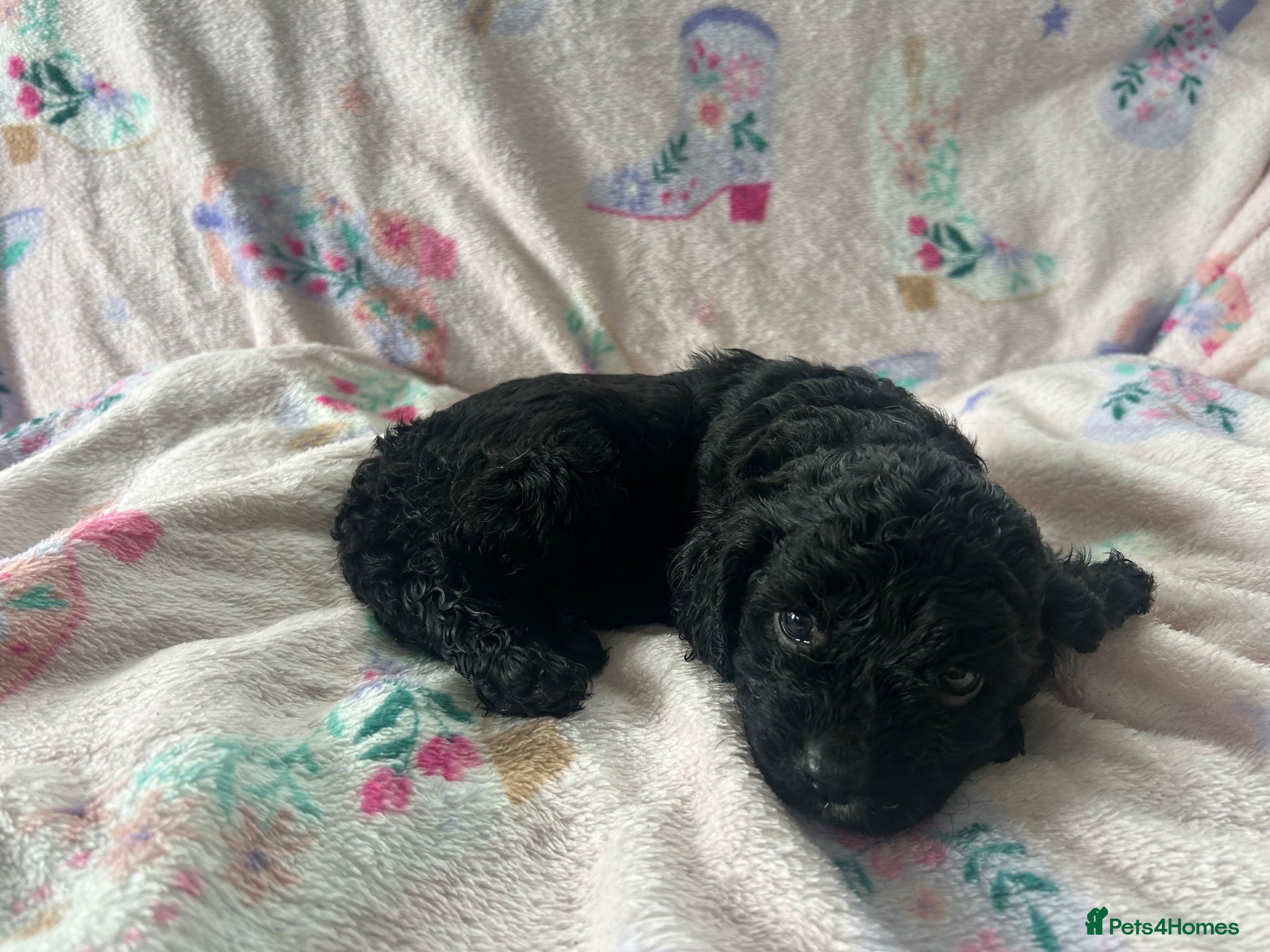 Cavapoo dogs F1 Cavapoo Pups for Sale - Advert 1