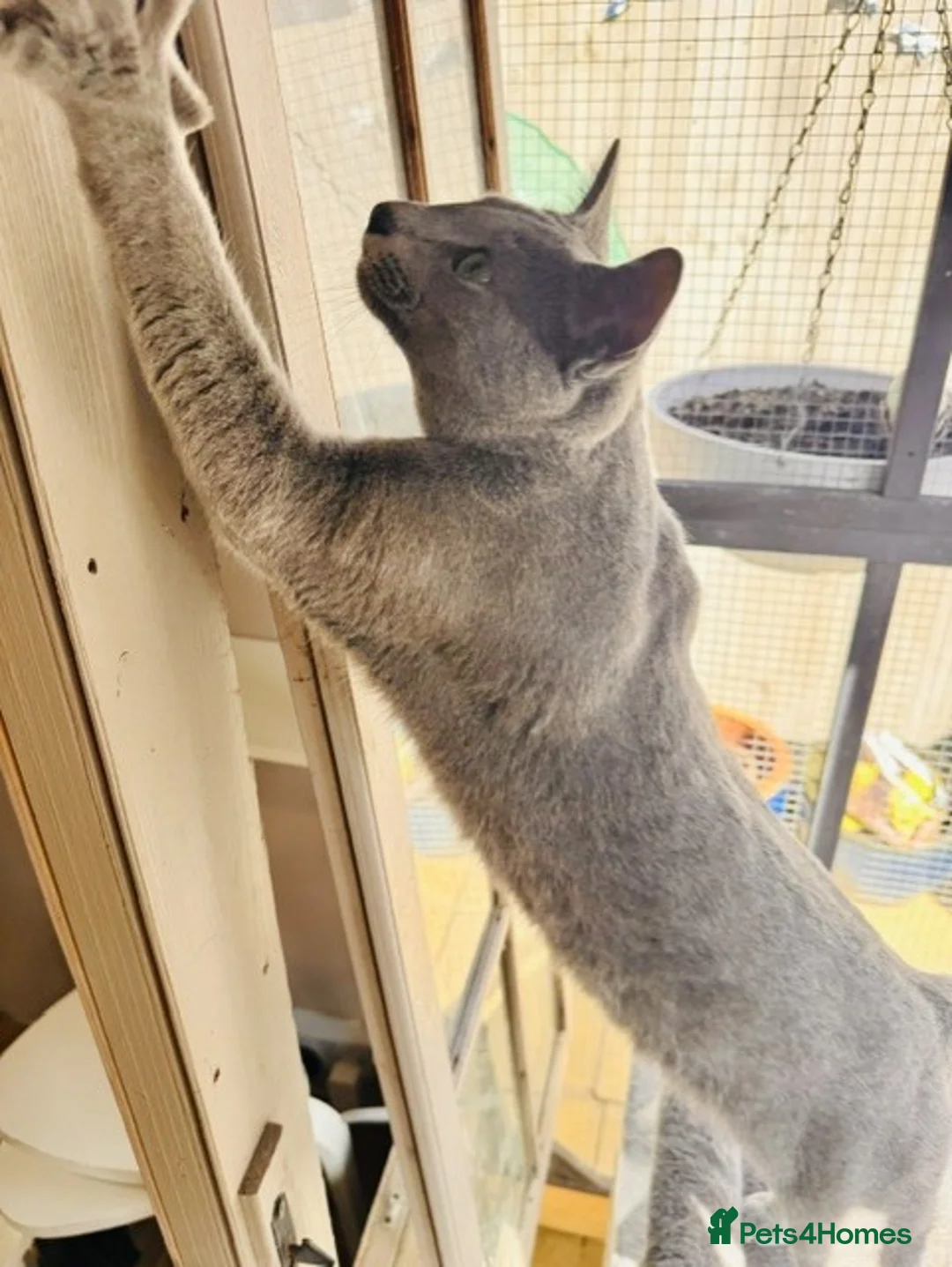 Russian Blue cats for stud: Pure Russian blue stud - Advert 2