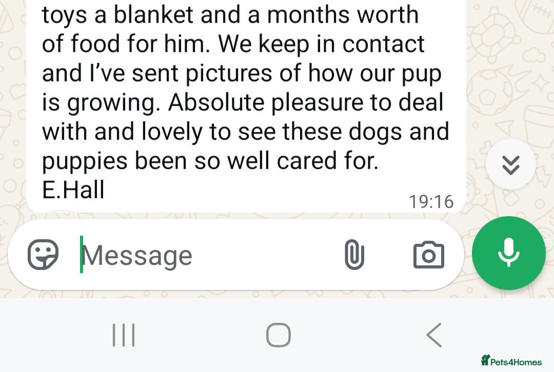 Cockapoo dogs for sale: STUNNING F1 COCKAPOOS  - Advert 3