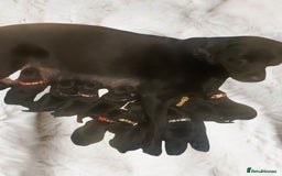Labrador Retriever dogs for sale: Labrador Retriever Puppies  - Image 2