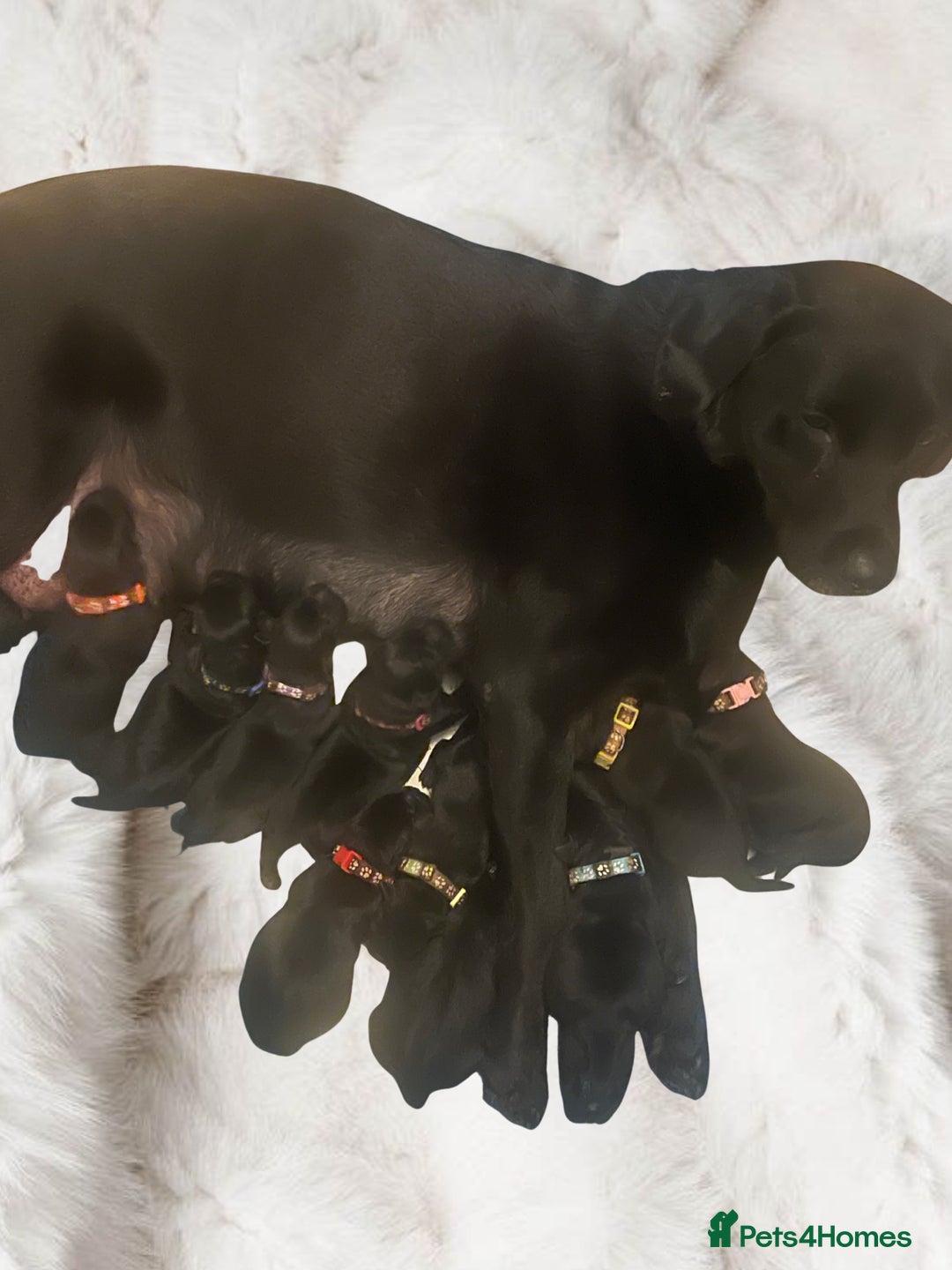 Labrador Retriever dogs for sale: Labrador Retriever Puppies  - Image 2