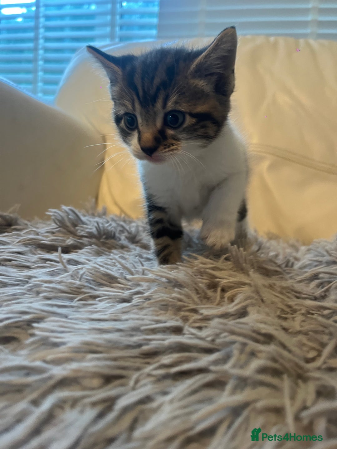 Mixed Breed cats for sale: 3 Beutiful babies  - Advert 14