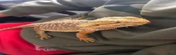 Garter Snake reptiles for sale: Beautiful Ember the bearded dragon complete set up - Advert 3