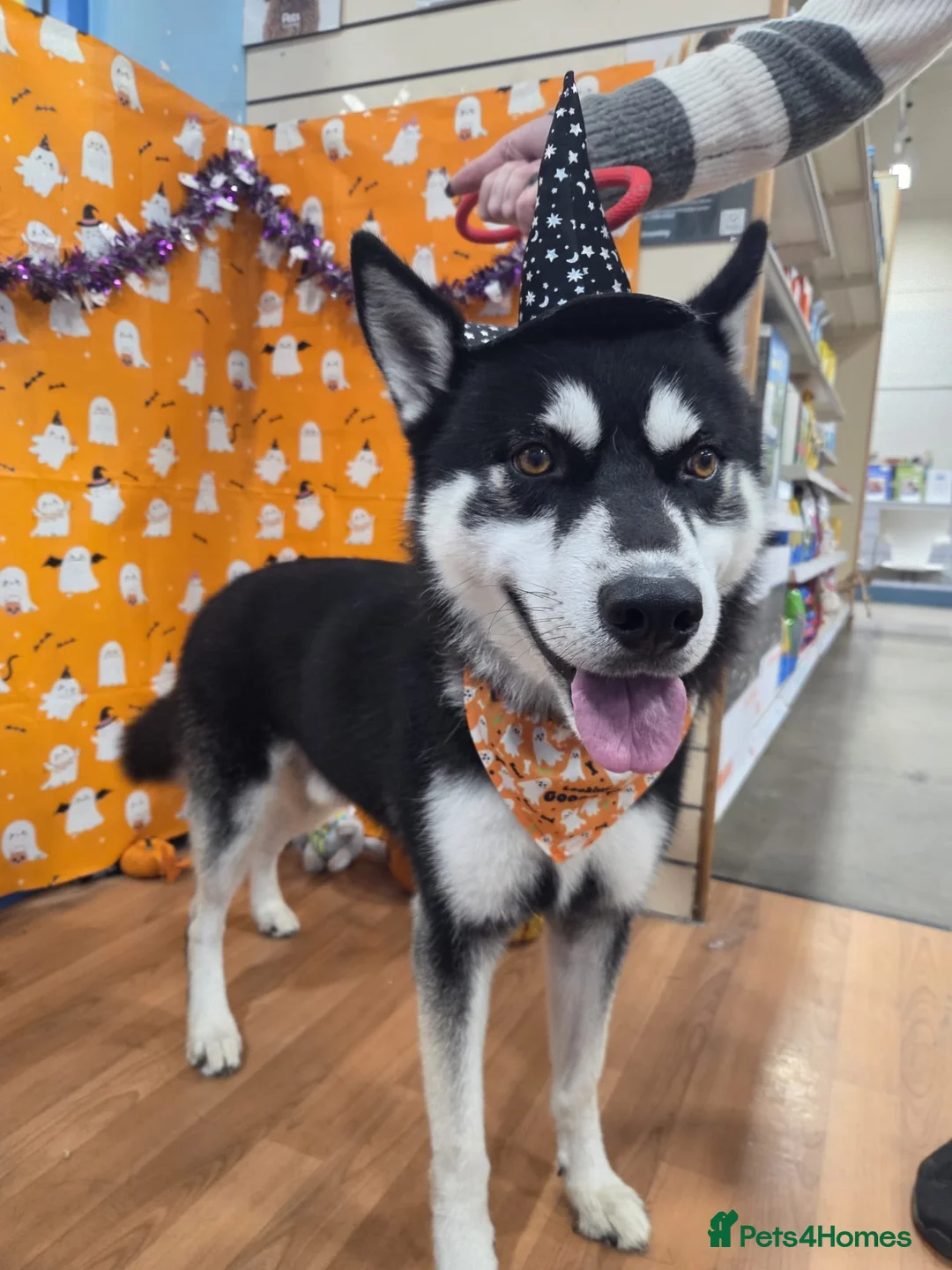 Siberian Husky dogs for stud: Meet Odin  - Advert 2