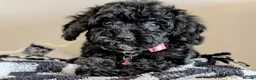 Cavapoochon dogs for sale: Extensively Tested Cavapoochons Fully Vaccinated  - Advert 21