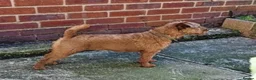 Mixed Breed dogs for sale: Border Lakeland terrier cross  - Advert 1