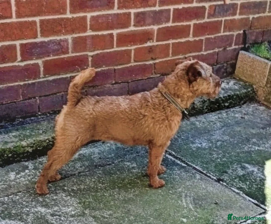 Mixed Breed dogs for sale: Border Lakeland terrier cross  - Advert 1