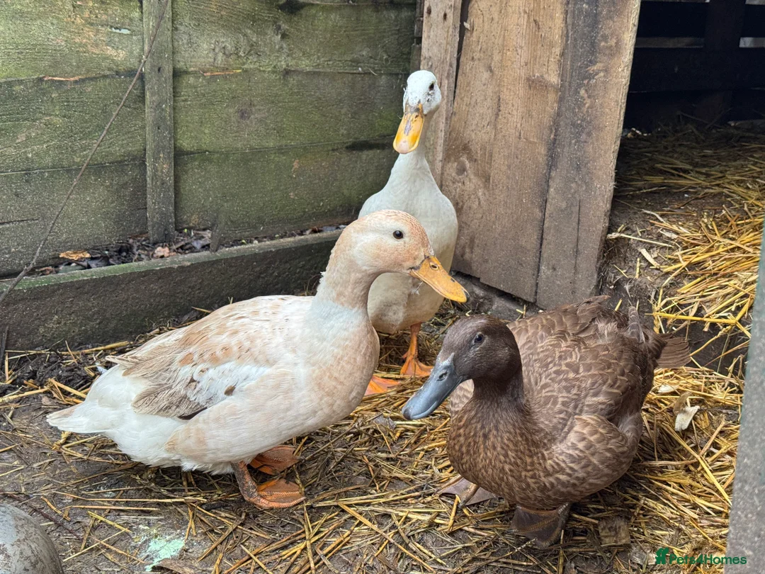 Ducks poultry for sale: Starter flock of female ducks - Advert 1