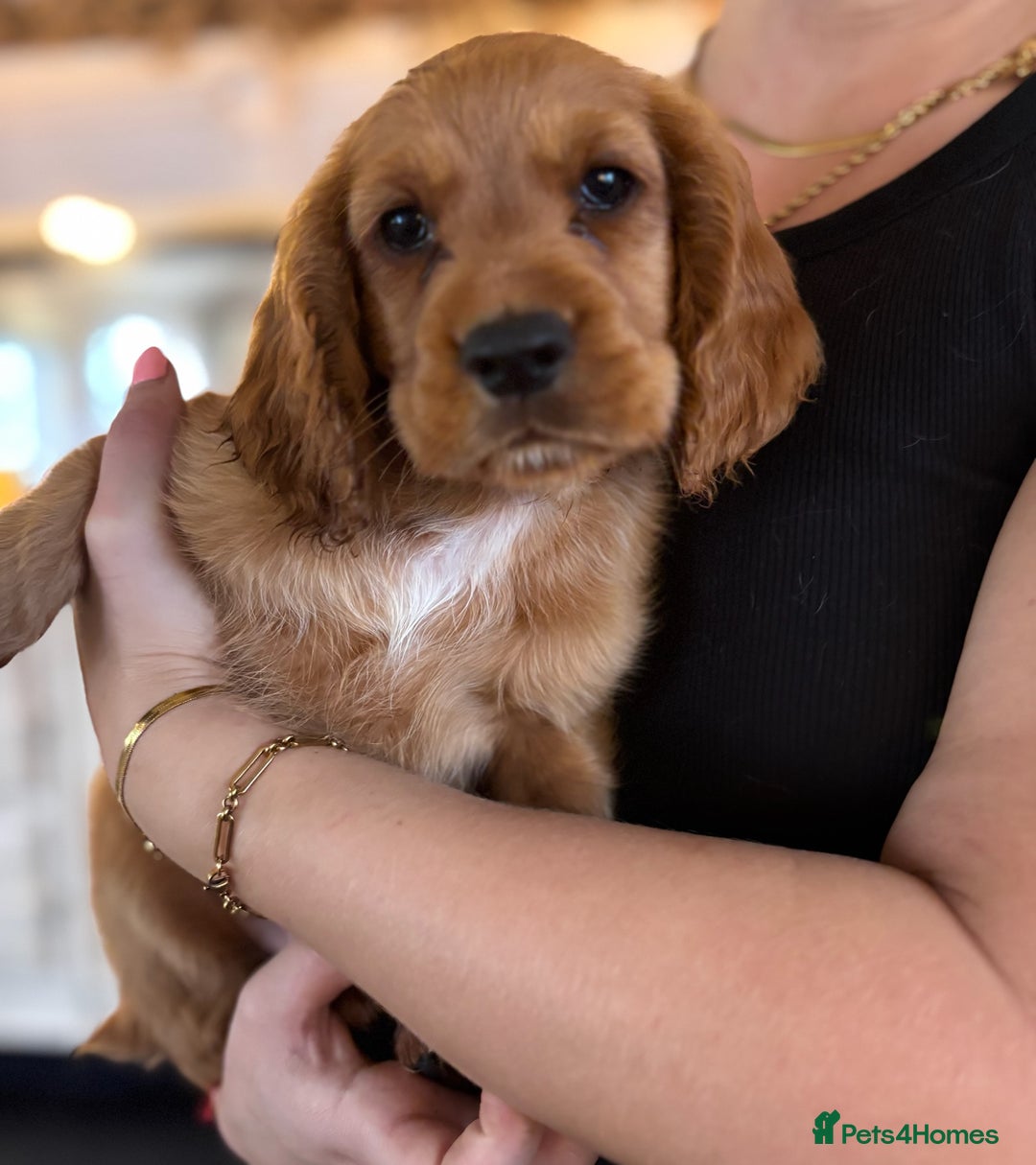 Cocker Spaniel dogs for sale: Working Coker spaniels  in Worcester - Image 6