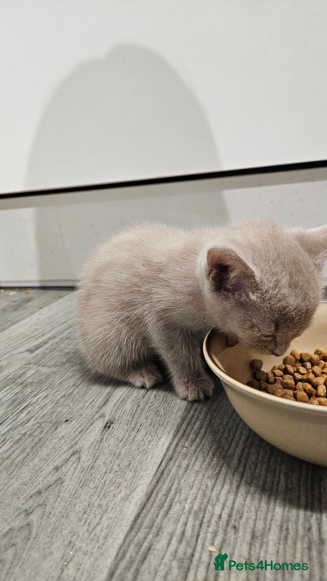 Russian Blue cats for sale: 🐾 last two girls Russian Blue Kittens 🐾 - Advert 15