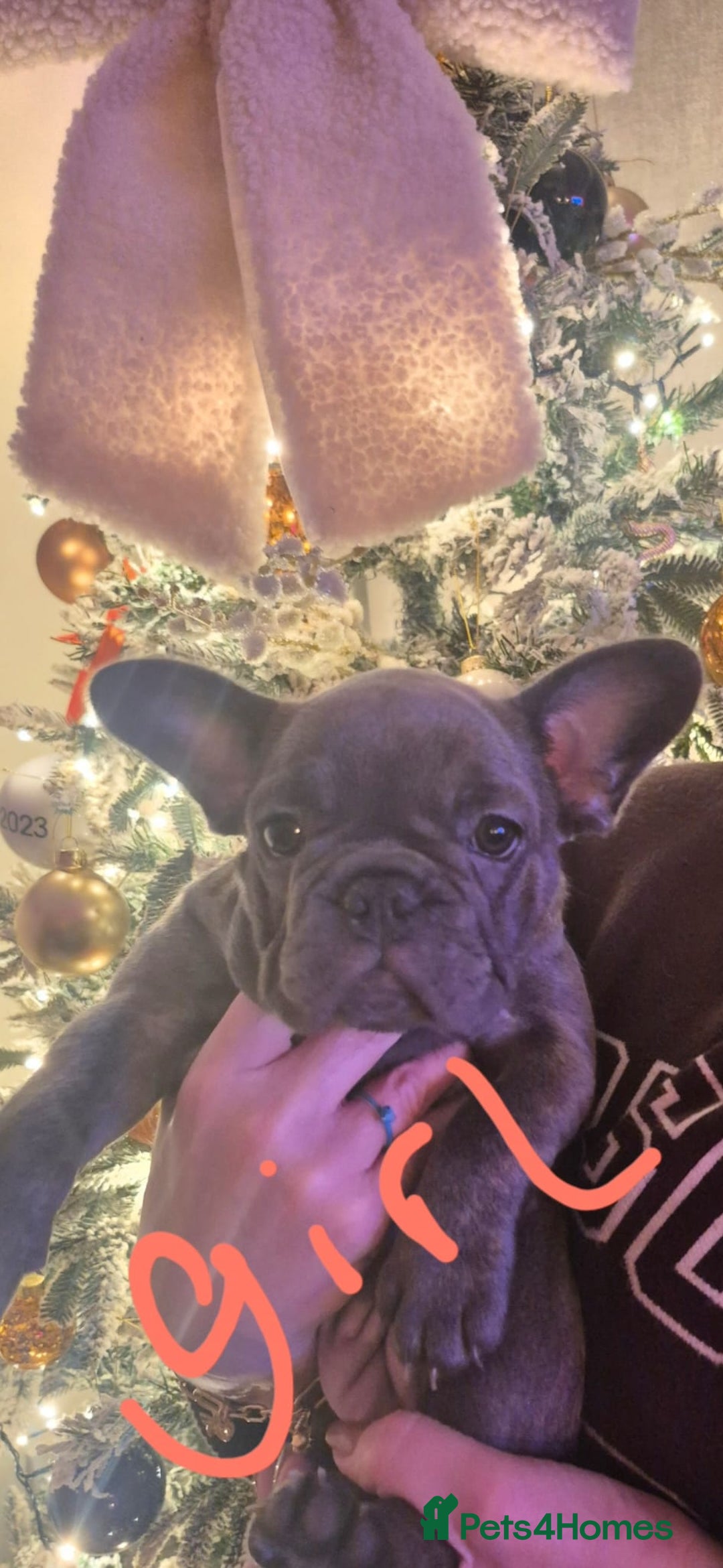 French Bulldog dogs for sale: French Bulldogs  - Advert 5