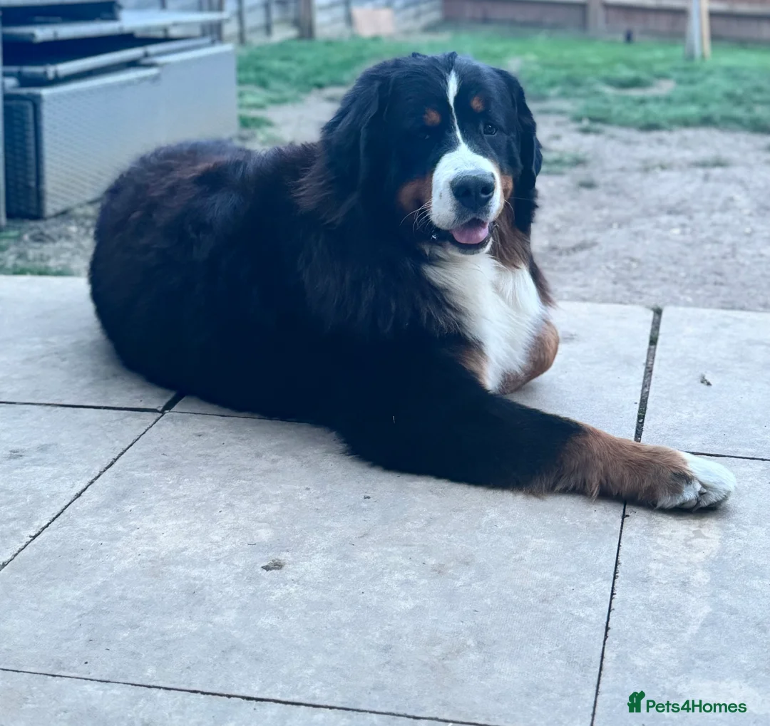 Bernese Mountain Dog dogs for sale: Lovely Bernese Mountain Male Puppy - Advert 12
