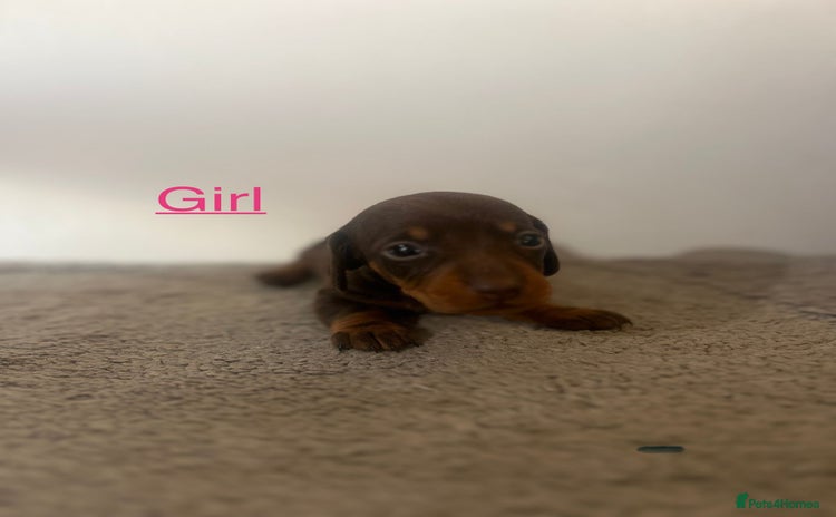 Miniature Dachshund dogs - Advert 1