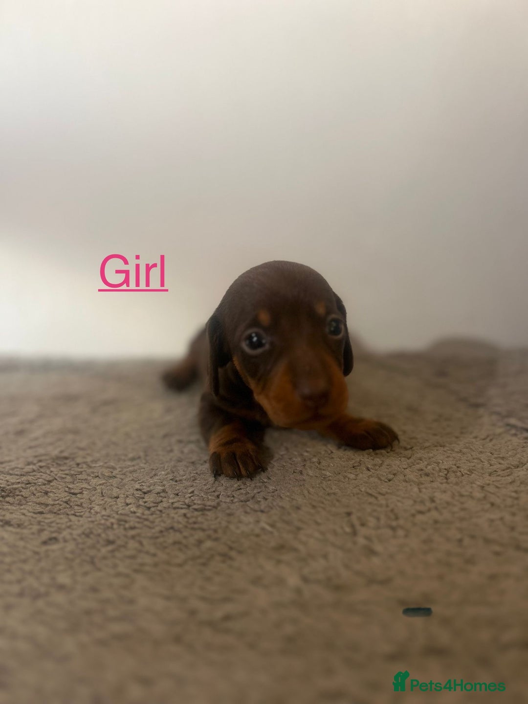 Miniature Dachshund dogs for sale: Beautiful miniature dachshund puppies - Image 1