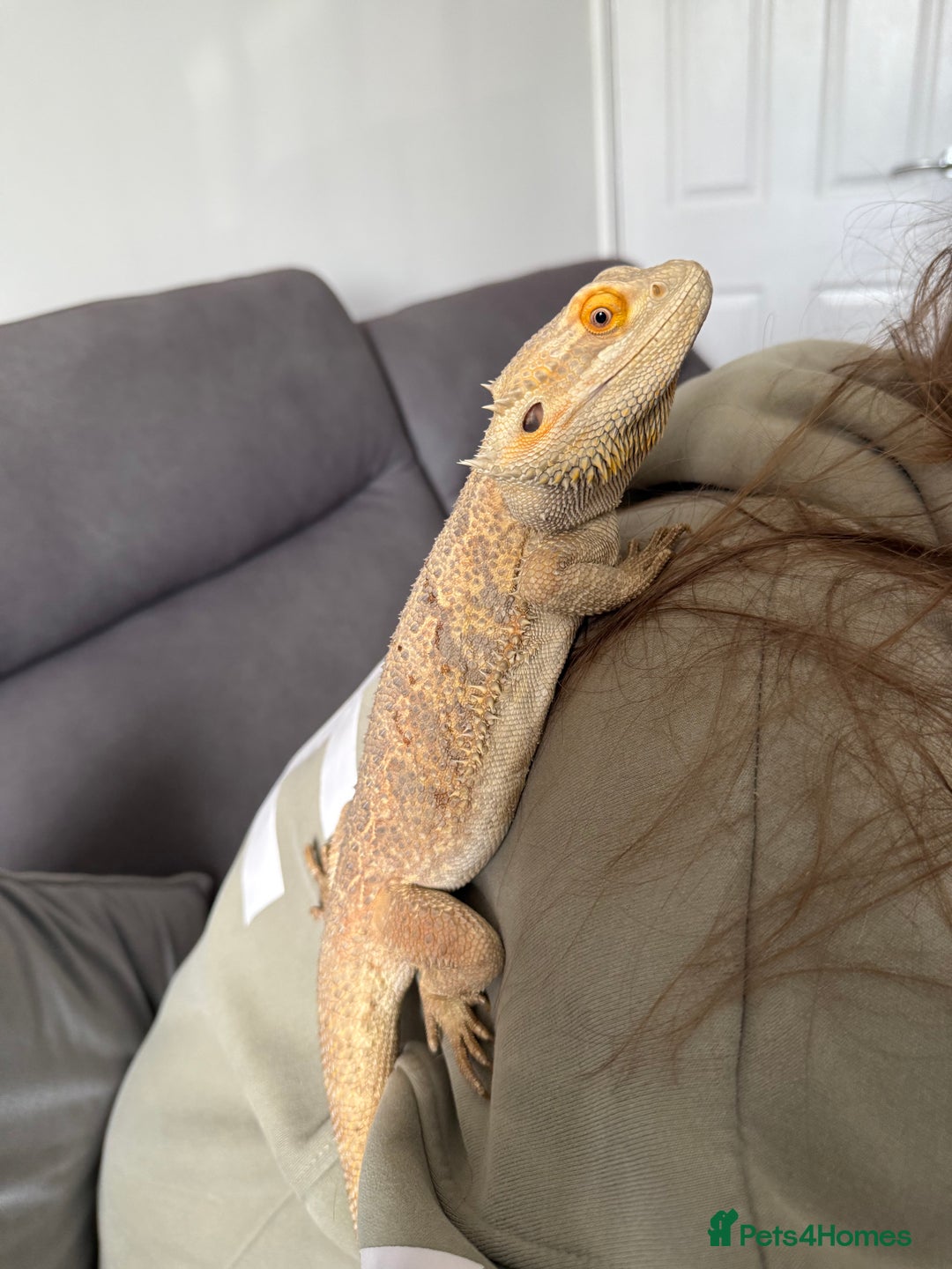 Bearded Dragon reptiles for sale: Rainbow Tiger Bearded Dragon - with full set up ⭐️ - Image 3