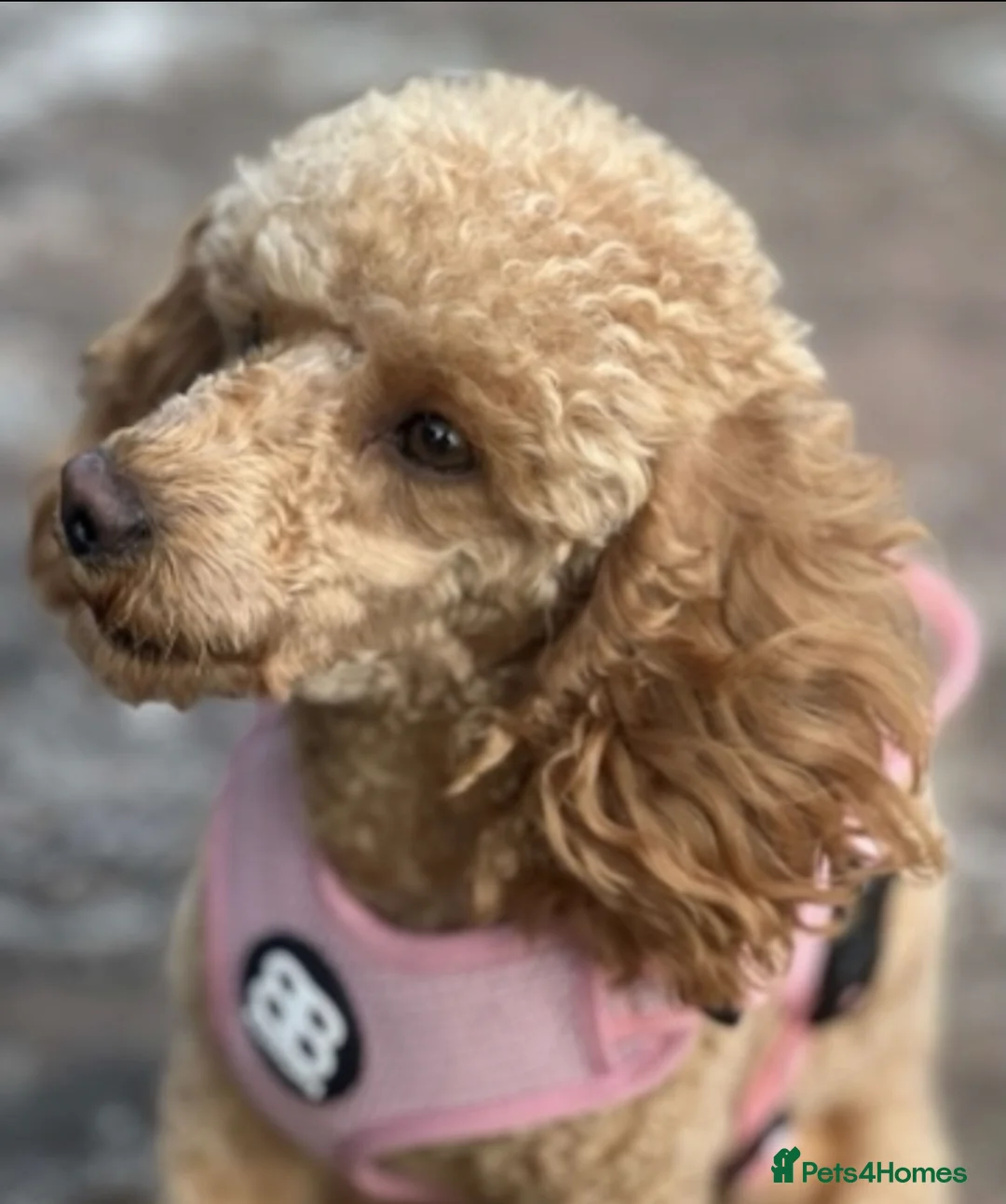 Toy Poodle dogs for sale: Health tested Toy poodle puppies! 😍🔥🤩!!! in Liverpool - Advert 2