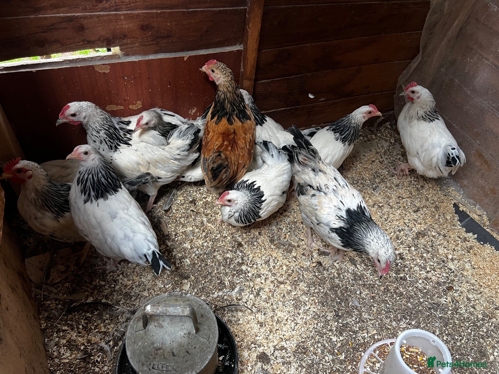 Chickens poultry 12 x light Sussex x 4 months old hens & cocks - Advert 3