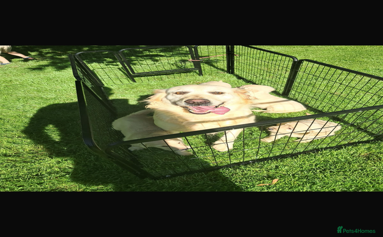Golden Retriever dogs - Advert 1