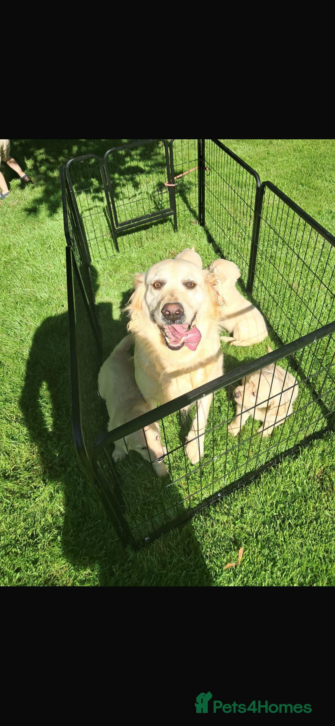 Golden Retriever dogs for sale: Golden retriever puppies - Image 1