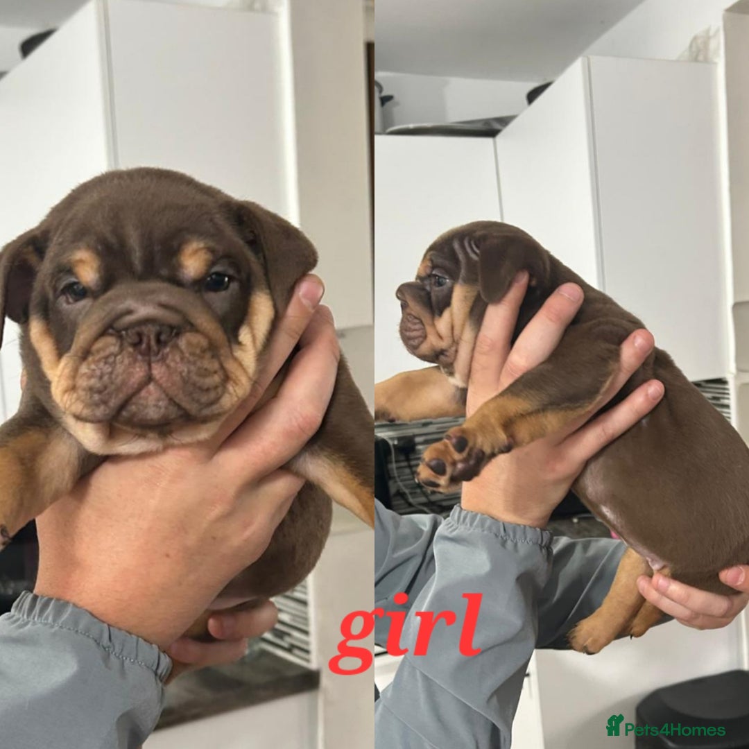 English Bulldog dogs for sale: Stunning bulldogs  - Image 4