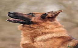 German Shepherd dogs for stud: KC Registered German Shepherd Stud in Stafford - Image 3