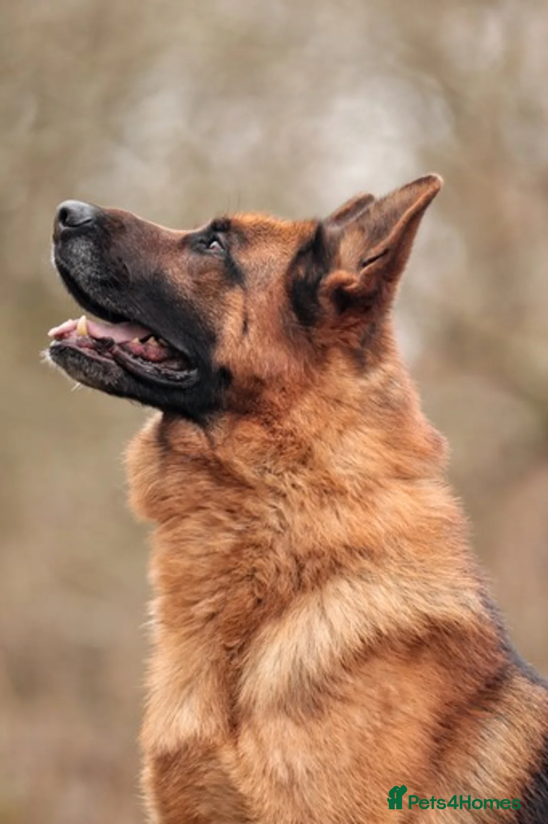 German Shepherd dogs for stud: KC Registered German Shepherd Stud in Stafford - Advert 3