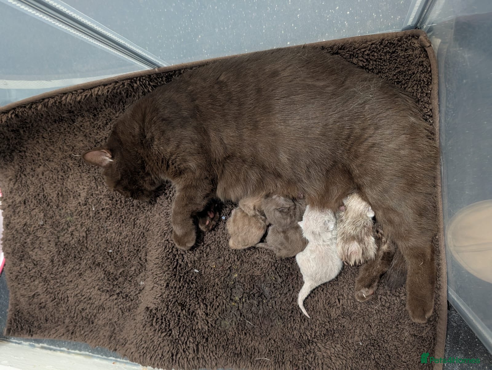 British Shorthair cats Newborn British Shorthair Kittens - Advert 4