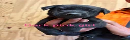 Mixed Breed dogs for sale: Friendly puppies for sale  in Southampton - Advert 6