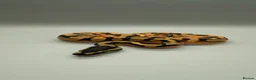 Python Snake reptiles for sale: Enchi poss yellowbelly pied in Liverpool - Advert 2