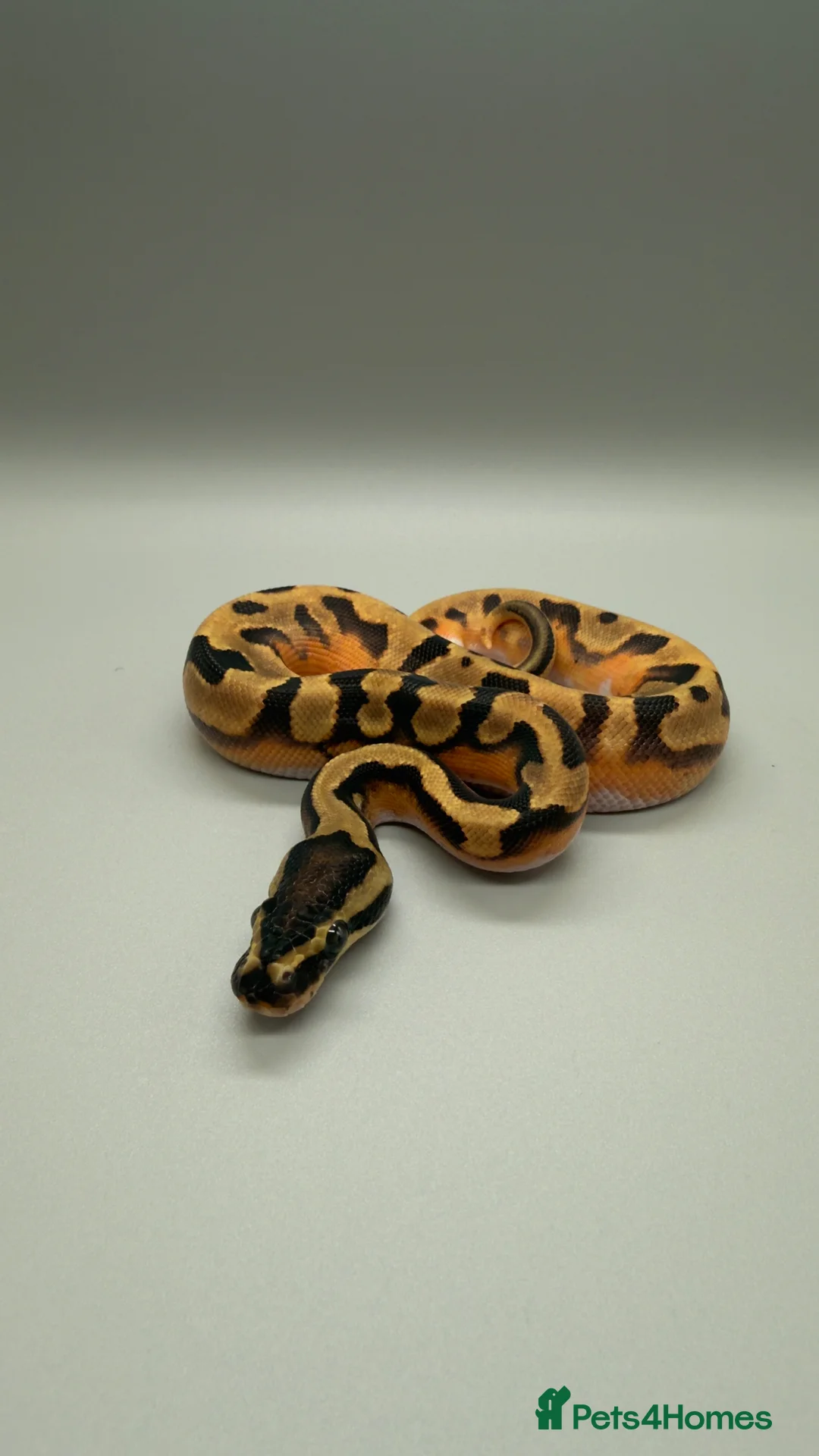 Python Snake reptiles for sale: Enchi poss yellowbelly pied in Liverpool - Advert 2