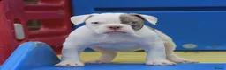 Olde English Bulldogge dogs for sale: 24 YEARS PROS, 5⭐️RATED LICENSED & REGISTERED  - Advert 5