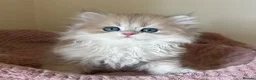 British Shorthair cats for sale: Quality Golden Kittens - Advert 18