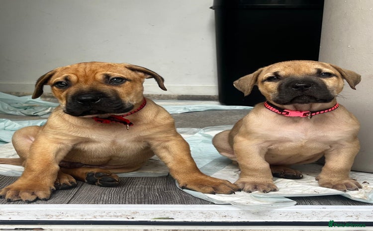 Presa Canario dogs - Advert 1