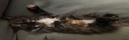 Maine Coon cats for sale: MaineCoon/Ragdoll 50/50 Cross (registered parents) - Advert 6