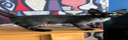 Devon Rex cats for sale:  GCCF Champion sired kittens ready now! - Advert 18