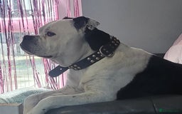 Dorset Olde Tyme Bulldogge dogs for sale: Dorset old tyme puppies  - Image 4