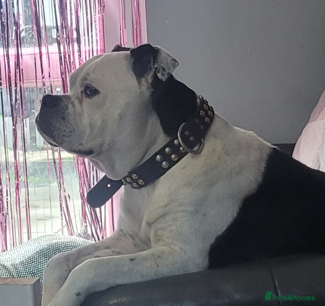 Dorset Olde Tyme Bulldogge dogs for sale: Dorset old tyme puppies  - Image 4