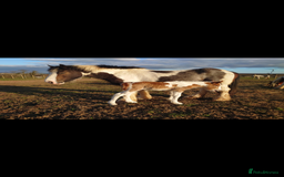 Irish Cob horses for sale: Little colt for sale  - Image 1