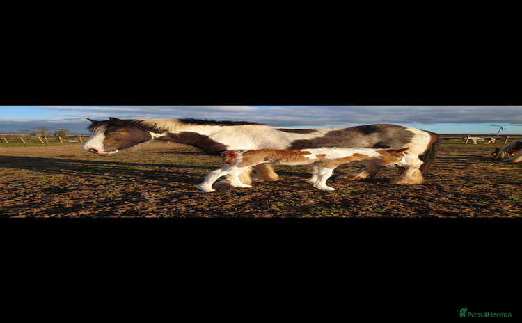 Irish Cob horses - Advert 1