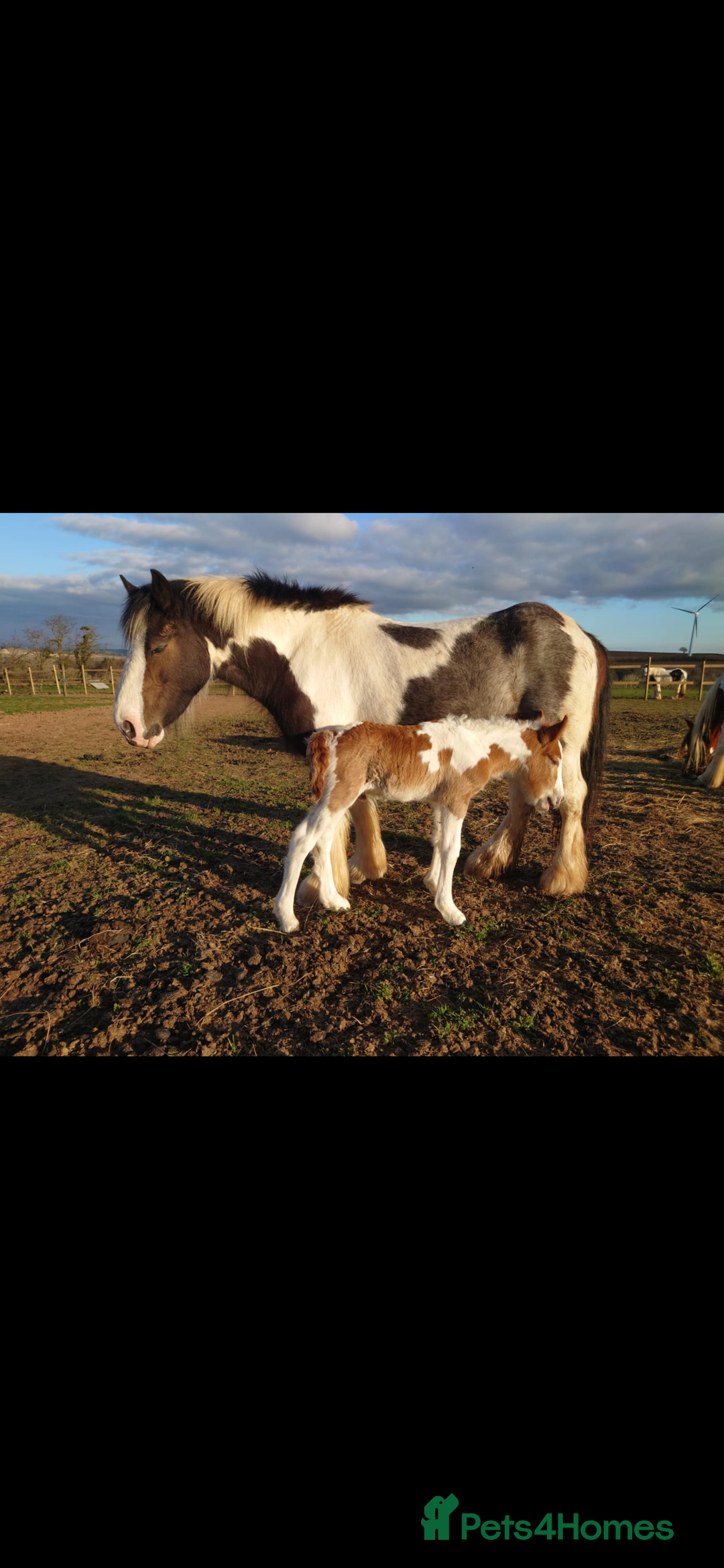 Irish Cob horses for sale: Little colt for sale  - Image 1