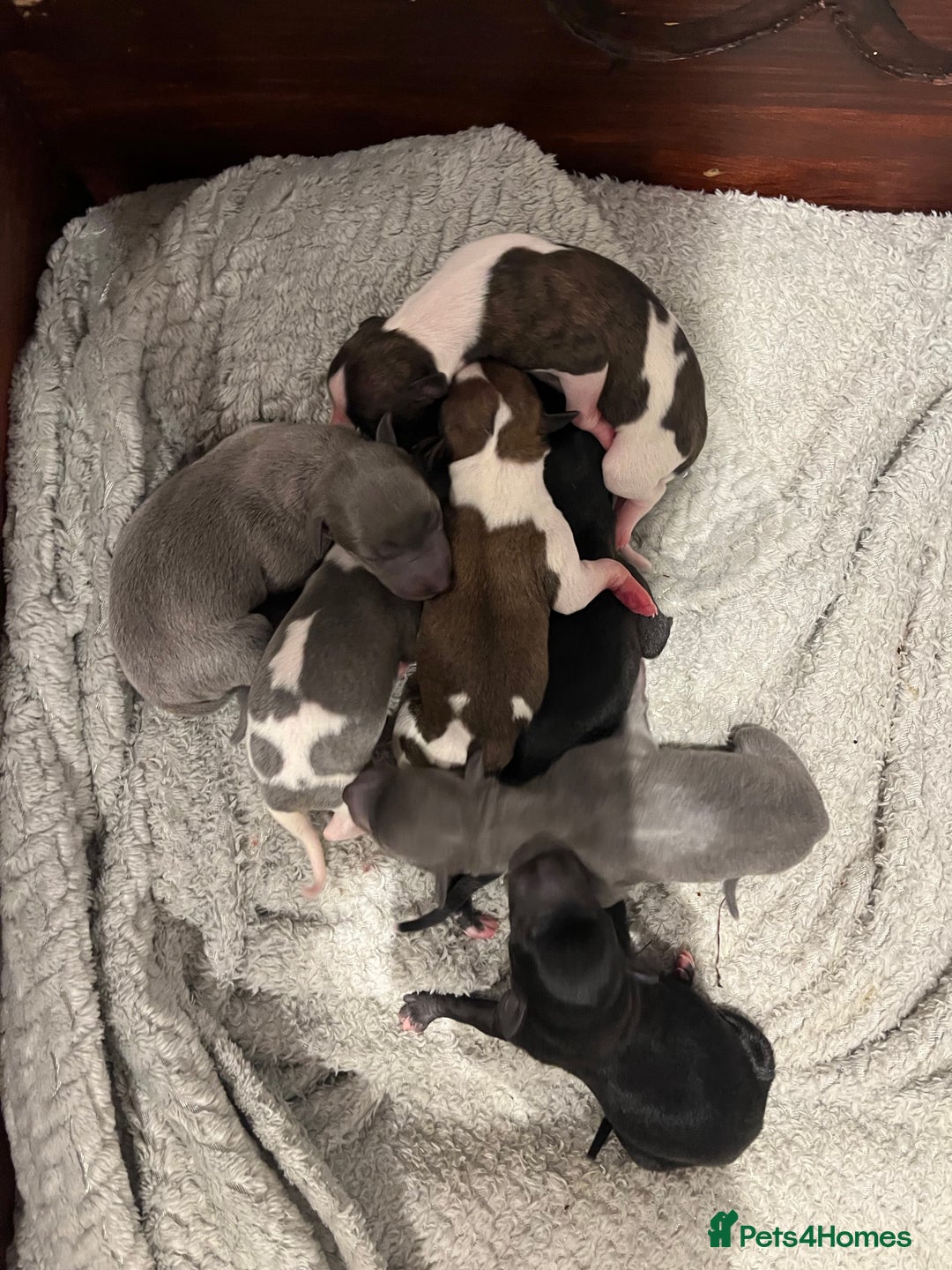 Whippet dogs for sale: KC registered stunning selection whippet pups - Advert 4