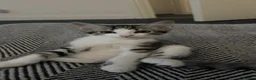 Mixed Breed cats for sale: Cute maine coone + domestic shorthair kittens - Advert 6