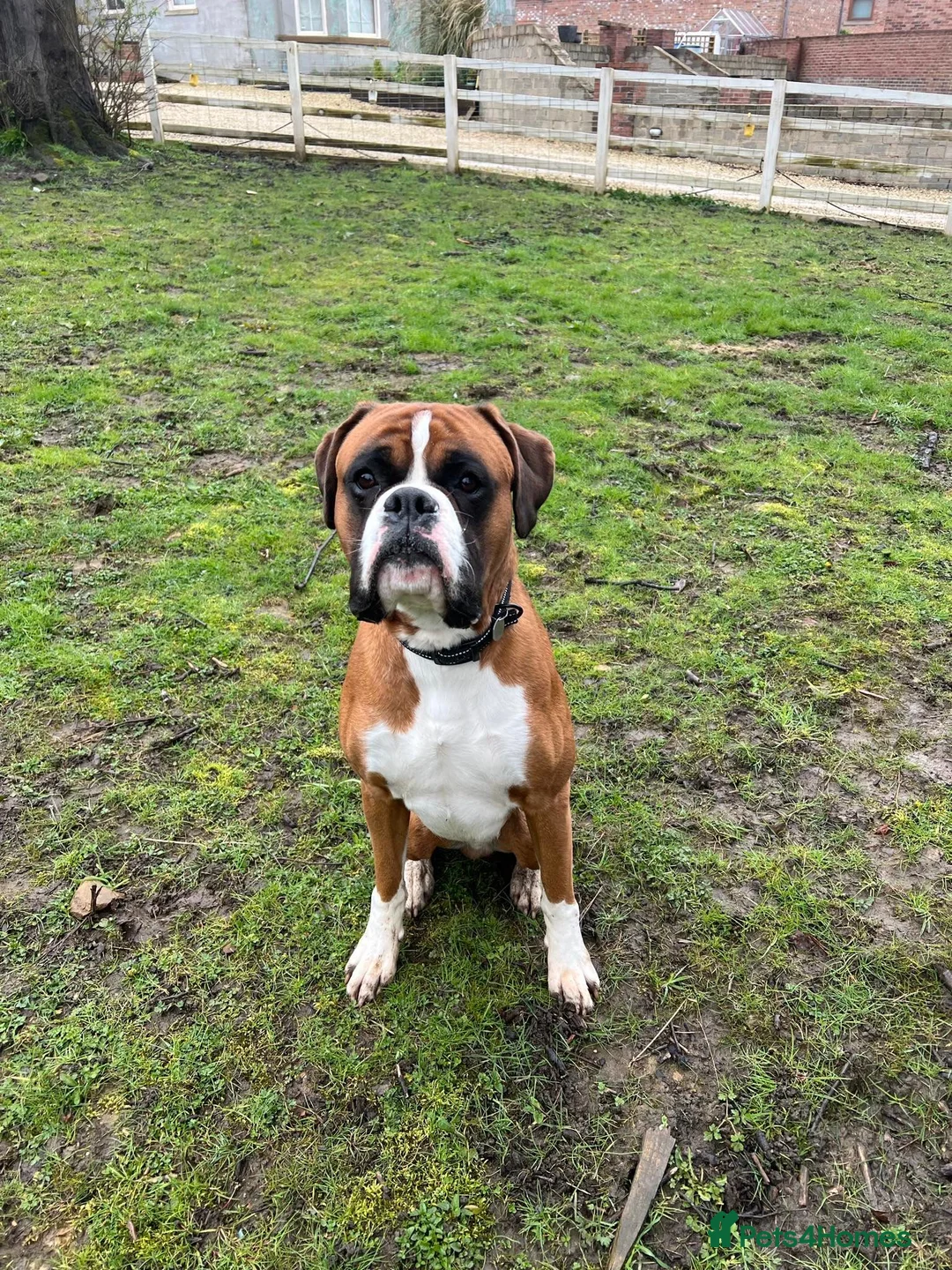 Boxer dogs for sale: Beautiful Male Boxer - Advert 1