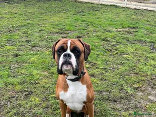 Boxer dogs Beautiful Male Boxer - Advert 1