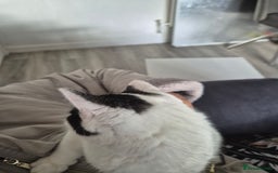 Selkirk Rex cats for sale: Tica reg  pedigree selkirk rex kittens ready now  - Advert 35