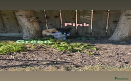 Labrador Retriever dogs for sale: Ready to leave! Beautiful KC Fox Red Labrador Girl - Image 17