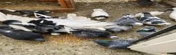 Pigeons birds for sale: Persian pigeons - Advert 1